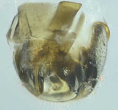 Réf. 311 512 : Apaeleticus sp.